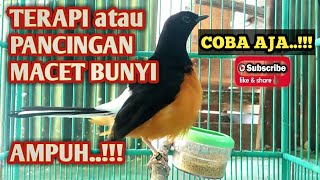 Solusi TERAPI Murai Macet Bunyi 👍 Pancingan Murai Batu Agar Cepat Birahi  Rumped Shama [upl. by Lorant]