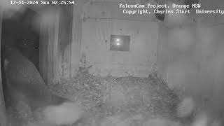 Box Camera  FalconCam Project LIVE [upl. by Anauqed]