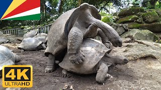 Turtles Mating Funny Sound Mahé Seychelles [upl. by Rhonda869]