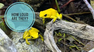 How loud is a Phyllobates Terribilis call [upl. by Enylecoj67]