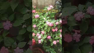 Impatiensflowerspartialshadeyoutube [upl. by Carry]