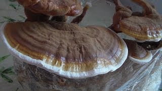 Howto Grow Reishi Mushrooms  Reishi Tea [upl. by Marcellina]