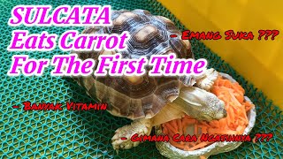 Sulcata eats carrot for the first time I Sulcata makan wortel pertama kali sulcata tortoise [upl. by Radmen276]