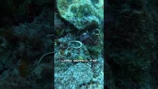 Check out this juvenile drum fish 🐠 diving scubadiving curacao divetrip travel adventure [upl. by Otrebilif525]