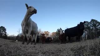 Flying High in 2018 Winter Cattle Feeding [upl. by Ajak]