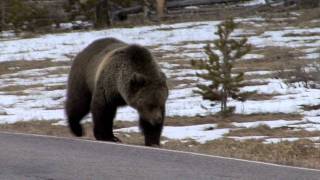 Grizzly Bear Encounters [upl. by Spatola941]