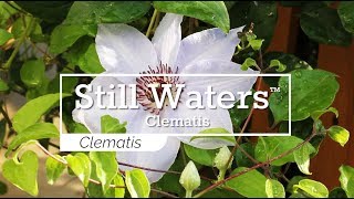 30 Seconds with Still Waters™ Clematis [upl. by Berard]