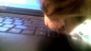 My cat licking my pc [upl. by Nair]