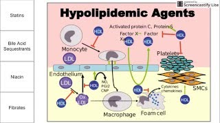 Hypolipidemic Agents [upl. by Anneirb35]