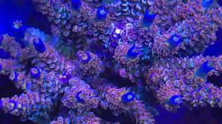 Walt Disney Acropora tenuis [upl. by Lysander420]