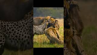 Cheetah vs Wildebeest vs Hyena wildanimals predators cttovideonotmine [upl. by Eelegna]