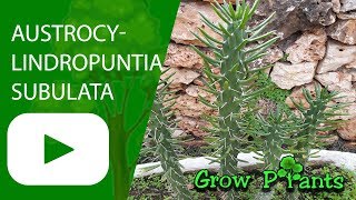 Austrocylindropuntia subulata  grow amp care [upl. by Enuj116]