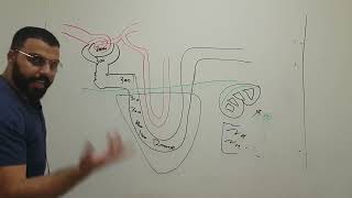 counter current mechanism system [upl. by Amathist]