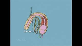 Fasciola hepatica liver fluke part II [upl. by Hareemas666]