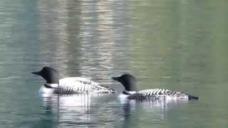 Loons on Gun Lake [upl. by Ativel]