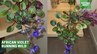 African Violet trailing semi miniature Running wild [upl. by Anirtak493]