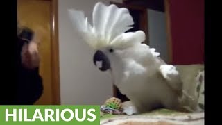 Cockatoo engages in hilarious argument with owner [upl. by Viafore659]