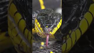 Worlds Deadliest Snakes Venom Unleashed shorts [upl. by Ekud100]