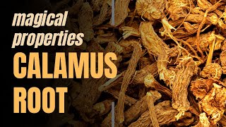 Magical Properties of Calamus Root [upl. by Euqimod]