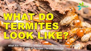 What Are Termites What Do Termites Look Like [upl. by Snilloc]