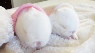 Cute baby bunnies in bunny hideaways [upl. by Tullus886]