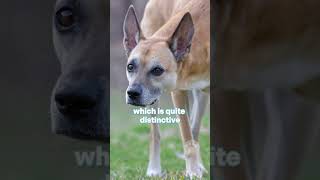 Basenjis the quotbarkless dogquot basenji dogs africa [upl. by Nodnyl]