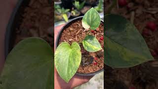 anthurium brownii variegated Rare plant [upl. by Ettenyar283]