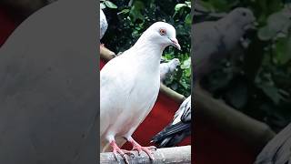 ytshort Red eye madrasi pigeon shorts trending shortsfeed youtube yt [upl. by Elvia415]