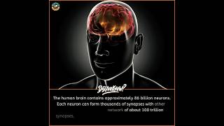 The Human Brain vs The Milky Way 100 Trillion Synapses shorts science [upl. by Vasta793]