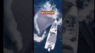 जाल में फंसी हुई शार्क मछली  shark in fishing net [upl. by Audsley]