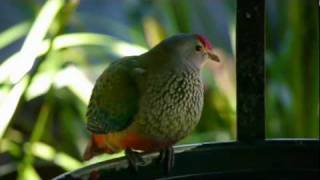 Rosecrowned Fruit Dove Ptilinopus regina  Königsfruchttaube [upl. by Dael]