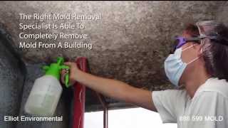 How to Remove Black Mold in Attics KalkaskaBlack Mold Remediation and Removal Novi [upl. by Kermit728]