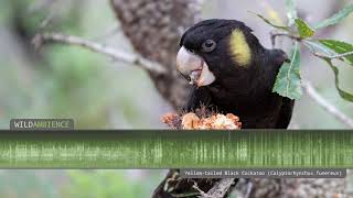 Yellowtailed Black Cockatoo Sounds and Calls [upl. by Messere721]