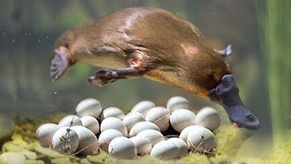 Great Mom Platypuses Laying Eggs And Cute Platypuses Moments [upl. by Ahsenyt436]