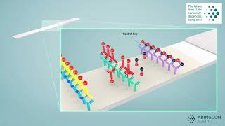 See how a lateral flow immunoassay works [upl. by Lain565]