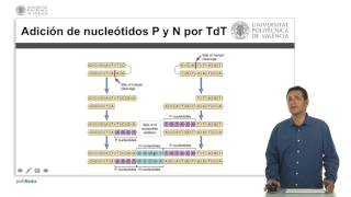 Tdt e hipermutación  2425  UPV [upl. by Edgardo346]