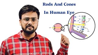 What Is Rods And Cones In Human Eye  Function Of Rods And Cones [upl. by Nivlac510]