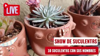 SHOW DE SUCULENTAS 10 suculentas con sus nombres [upl. by Yablon774]