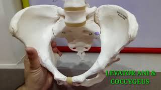 BONY PELVIS PART1 BY DR MITESH DAVE [upl. by Nageek]