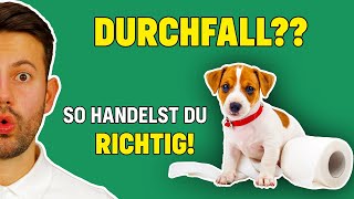 Durchfall bei Welpen  WAS TUN Tierarzt klärt auf [upl. by Kaufmann853]