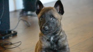 Belgian Malinois—Mishka—6 Weeks Old [upl. by Aehta712]