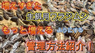 餌用ワラジムシの増える管理の仕方解説！ [upl. by Service]