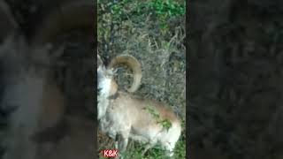 Punjab Urial mountains urial village wildlife beauty animals deer nature [upl. by Nosydam]