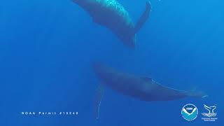 Humpbacks Roam Hawaii Waters [upl. by Alyse]