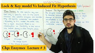 Lock and key hypothesis Vs Induced fit hypothesis  How Enzyme works [upl. by Peder]