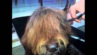 Grooming your labradoodle  knippen van de pony [upl. by Alister53]