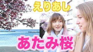 【えりあし】熱海の旅！桜見たくて来ちゃいました！あたみ桜満開🌸🌸🌸 [upl. by Batholomew]