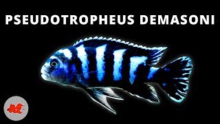 Pseudotropheus demasoni ✔ [upl. by Liss]