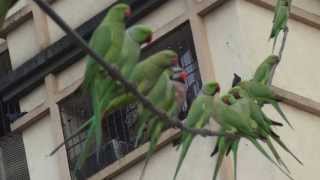 Redbreasted Parakeet with Roseringed Parakeets [upl. by Aysa985]