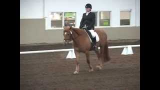 USEFUSDF Dressage Training Level Test 1 [upl. by Ahsenauq]